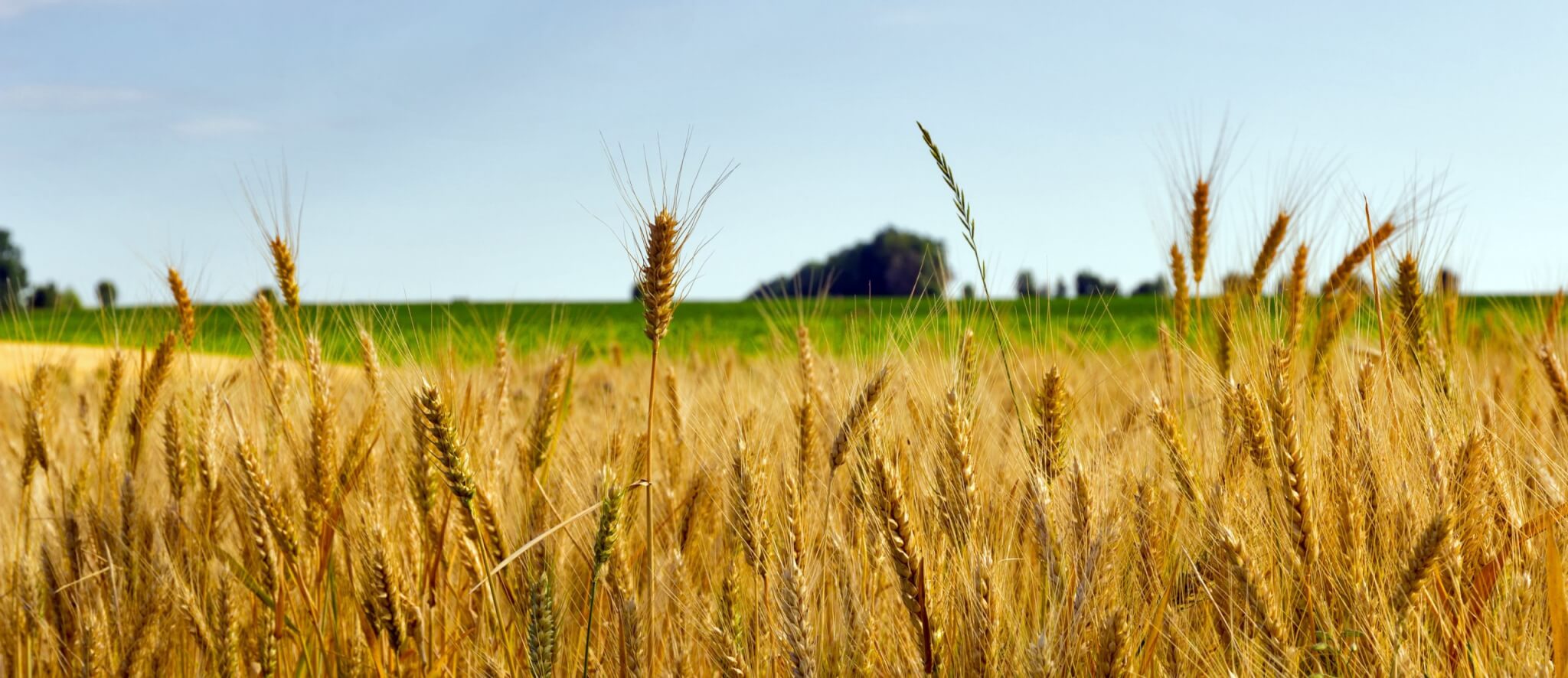Prix Du Quintal De Blé Fermage 2021 Marne Fermage 2022/2023 - CAERIF
